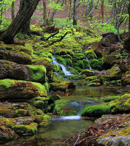 rainforest dream rainforest dream